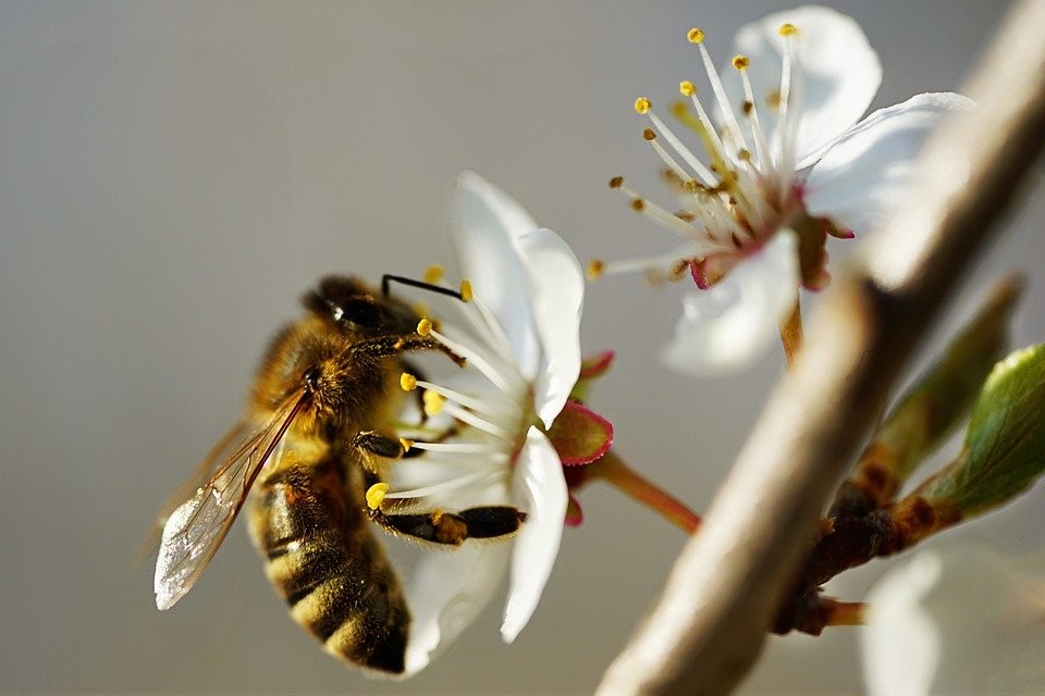 Image d'abeille butinant une fleur